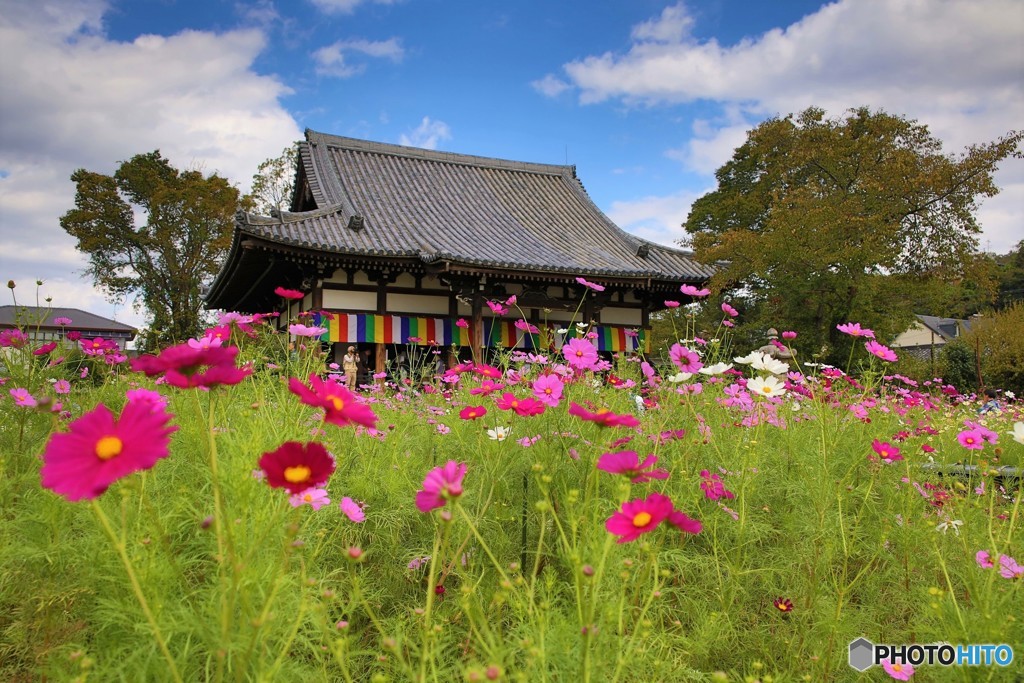 般若寺のコスモス