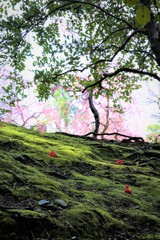 椿と梅のコラボ