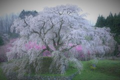 又兵衛桜