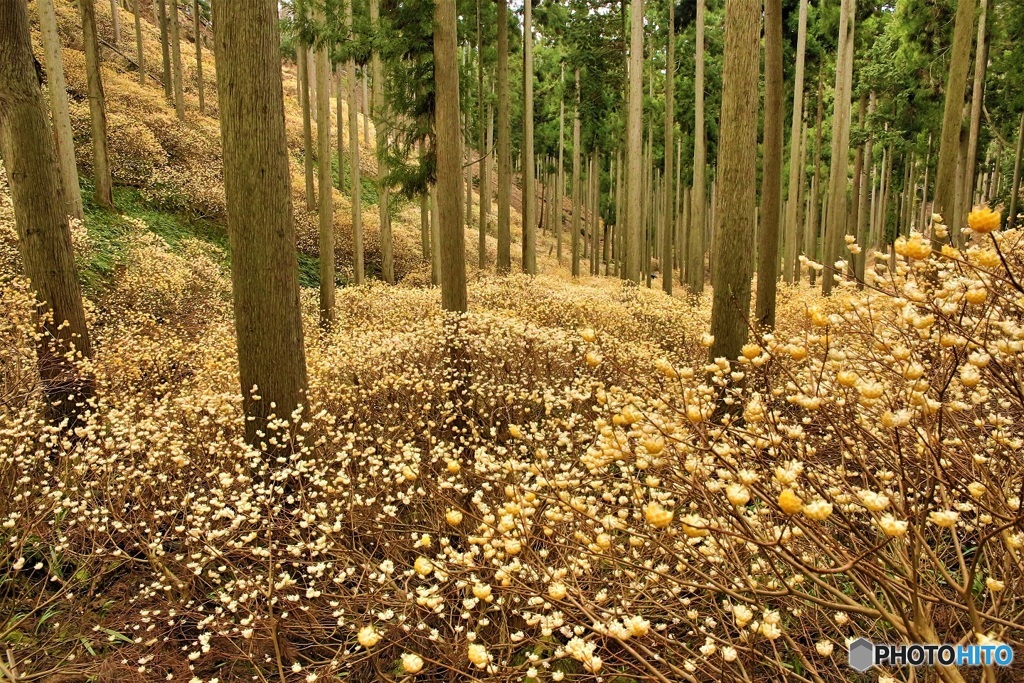 ミツマタ群生地