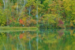 丸池の紅葉