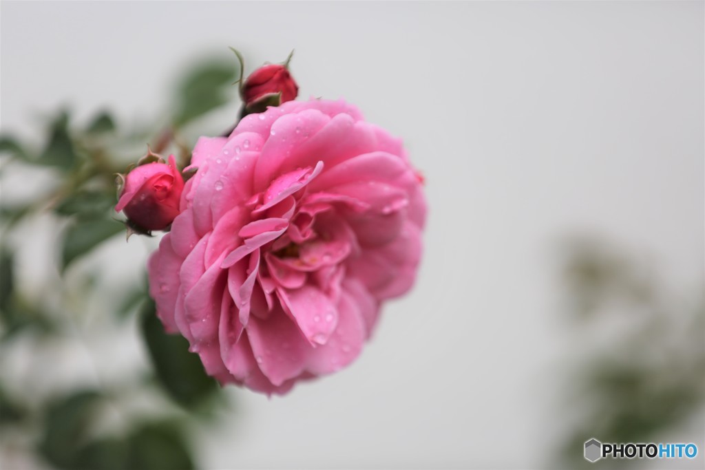 秋の薔薇
