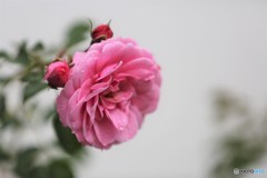 秋の薔薇
