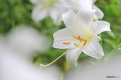 汚れのない花