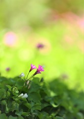 木陰に咲く