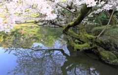 池に映る桜
