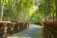 竹林道