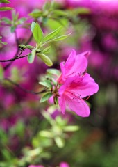 Pink Azalea 