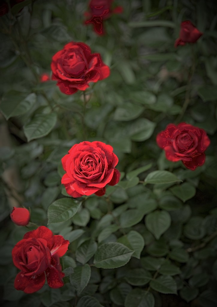 Red Rose
