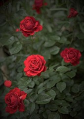Red Rose