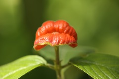 唇の花ー１（ホット・リップス）
