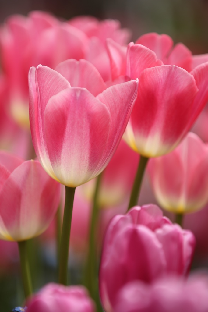 Pink Tulipus