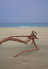 流木