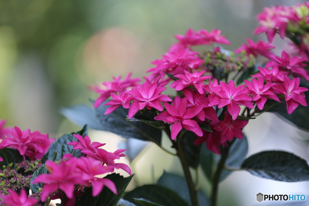 赤紫陽花