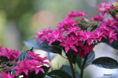 赤紫陽花