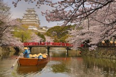 船上花見