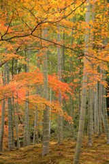 竹林ともみじ