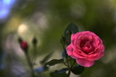 最後の春薔薇