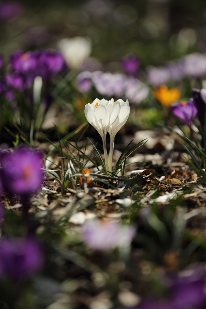 スポットライト