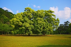 栗林公園ー３