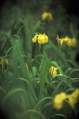 菖蒲（しょうぶ？あやめ？）