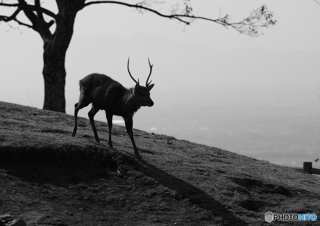 若草山にて