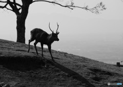 若草山にて