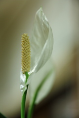 今年、初の花