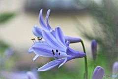 アガパンサスの花