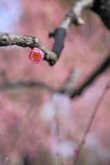 ただ一つ