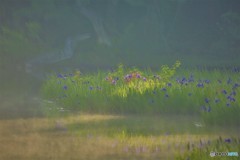 白い影の正体は