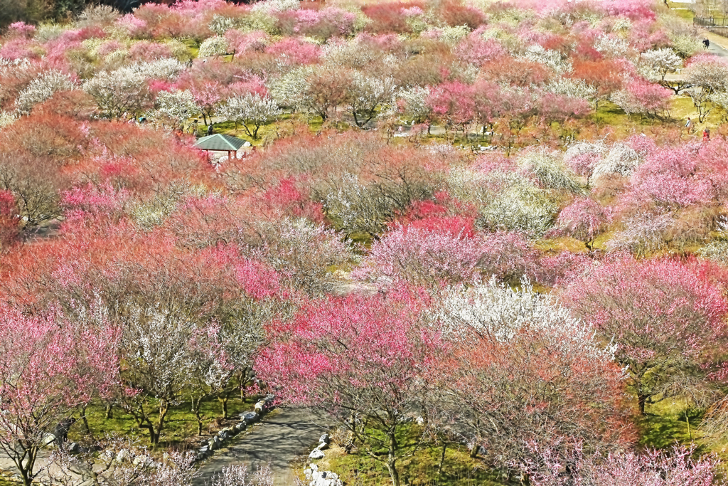 みのべ梅林公園ー２