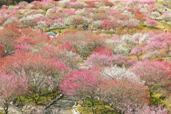みのべ梅林公園ー２