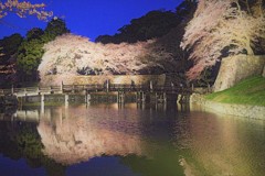 彦根城内堀ライトアップ