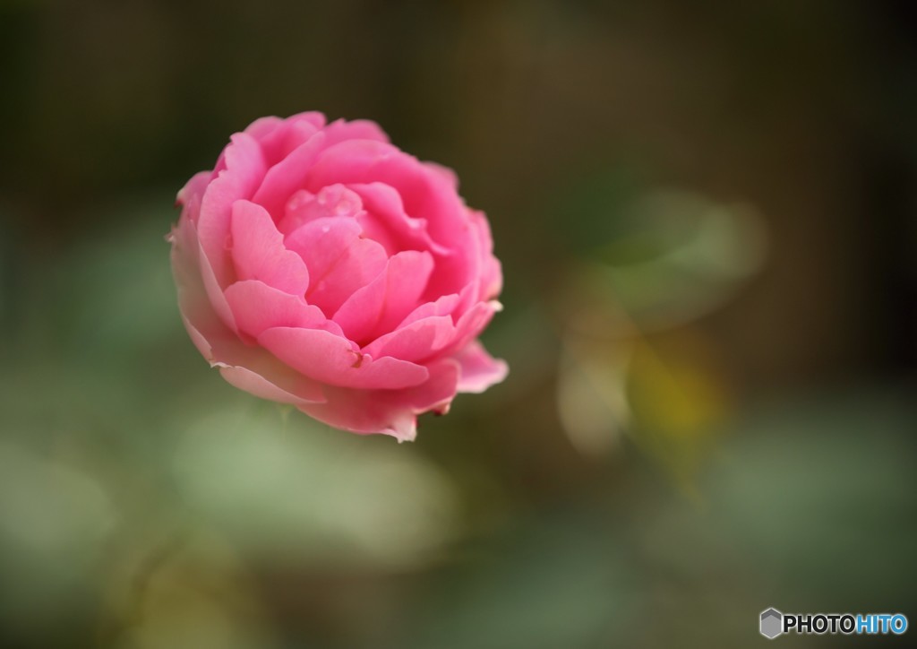 秋薔薇