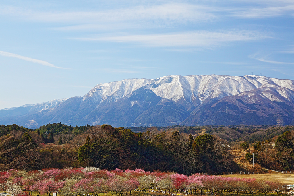 いなべ梅林公園
