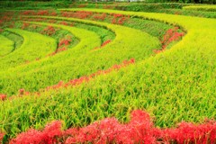 明日香村