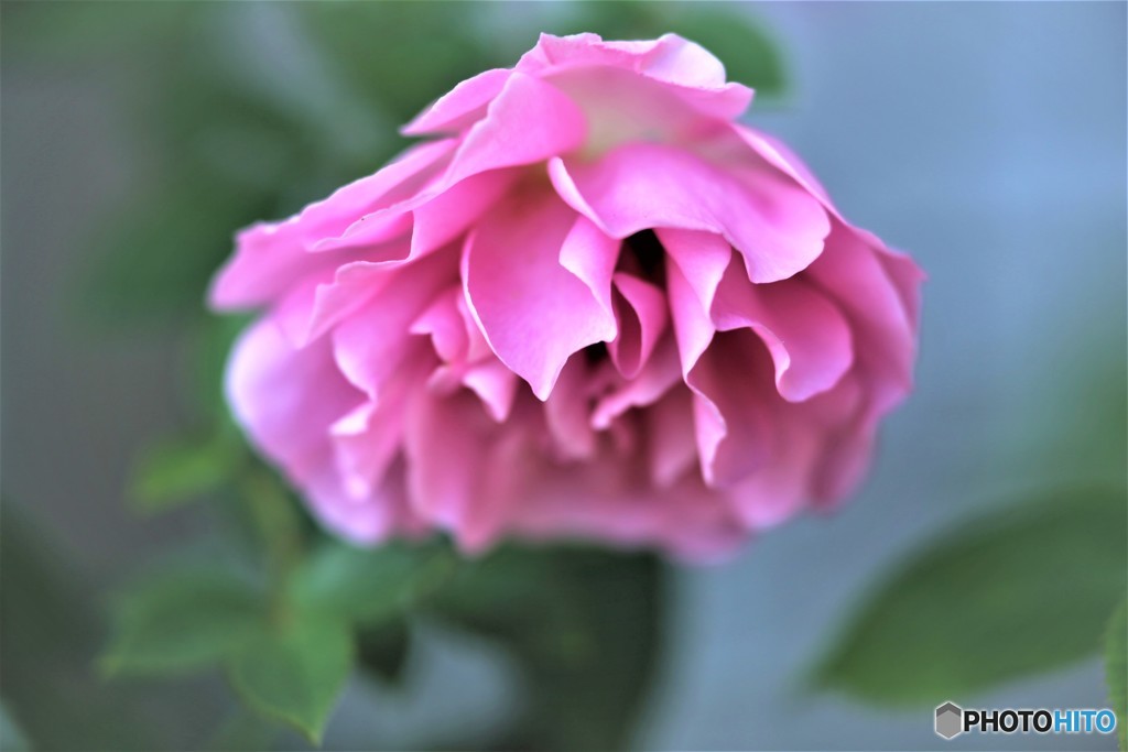花びらのドレス