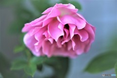花びらのドレス