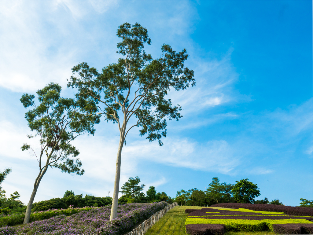 東部華僑城 木