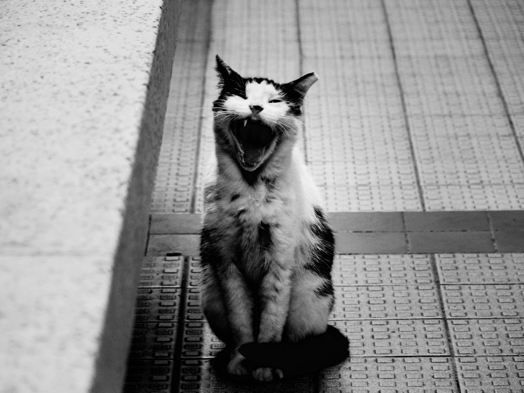 野良猫