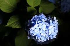 紫陽花