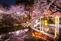 岡崎桜まつり