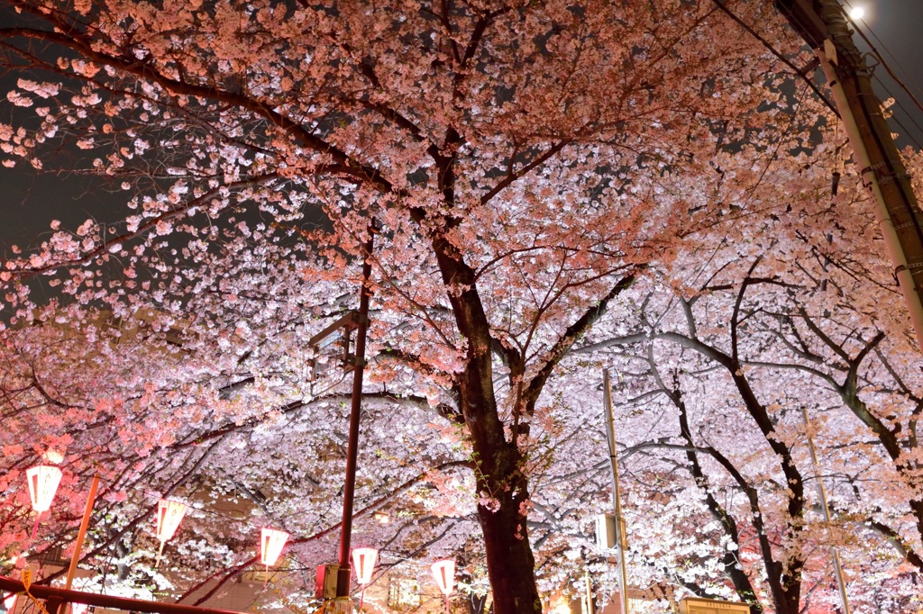 目黒川の夜桜2