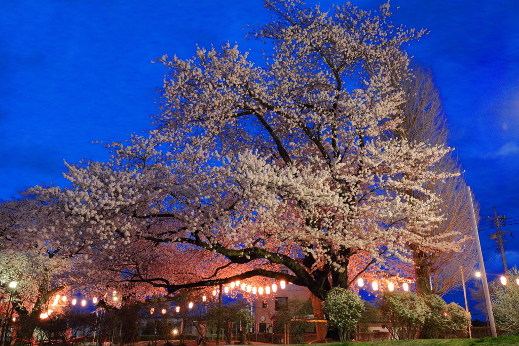 夜桜Ⅷ
