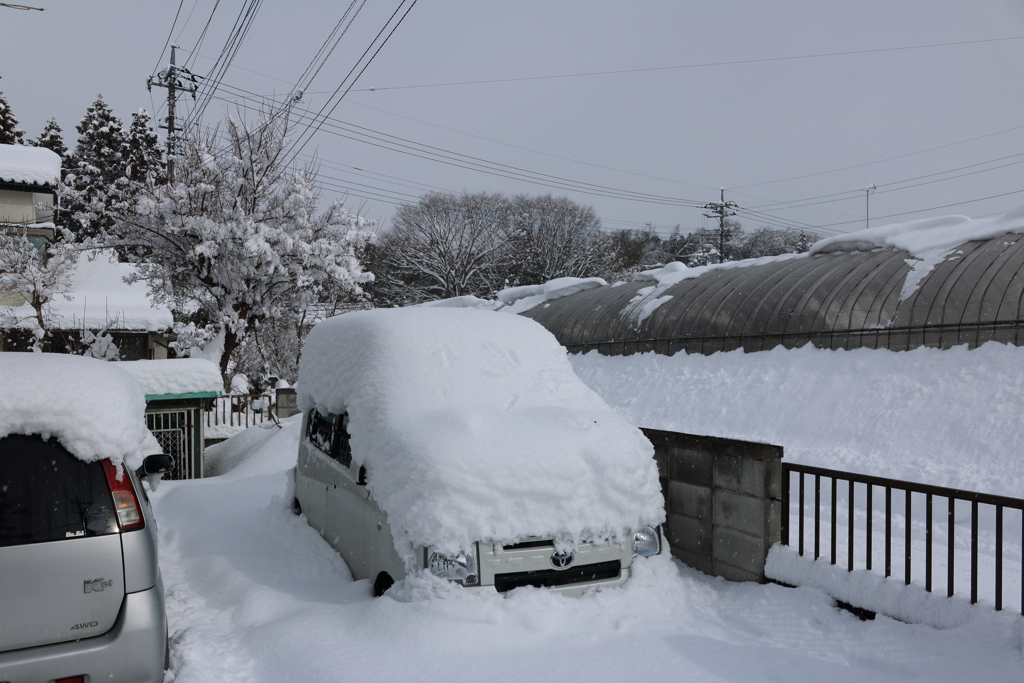 こんもり４０ｃｍ