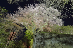 御殿桜Ⅲ