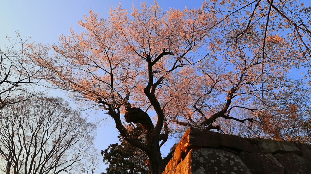 城址の桜 Part9