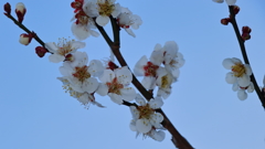 春を告げる part4
