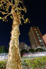 夜の県都 ぶら散歩Part5